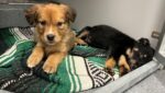 11 puppies abandoned outside animal shelter in freezing weather rescued by staff member