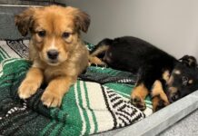 11 puppies abandoned outside animal shelter in freezing weather rescued by staff member