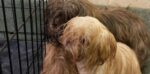 Six Shih Tzus abandoned in crates along Rehoboth roadside Six Shih Tzus abandoned in crates along Rehoboth roadside