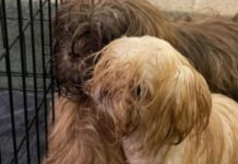 Six Shih Tzus abandoned in crates along Rehoboth roadside