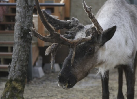 Alaska’s iconic pet reindeer euthanized after his cage was tampered with and thought to have been poisoned Alaska’s iconic pet reindeer euthanized after his cage was tampered with and thought to have been poisoned