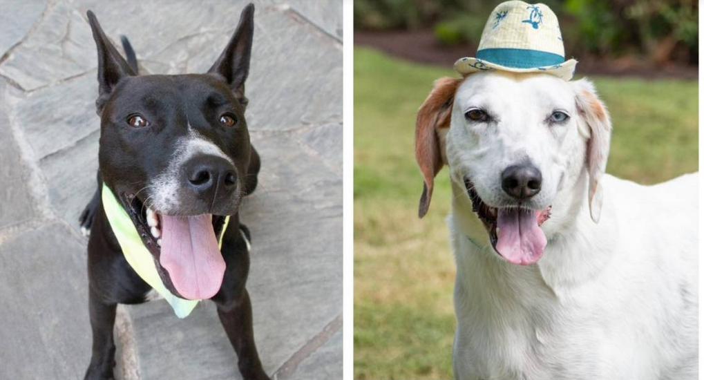 Bonded longtime shelter dogs often passed over for adoption find their loving home together Bonded longtime shelter dogs often passed over for adoption find their loving home together