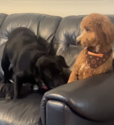 Dog’s reaction to putting up with ‘weird cousin’ has us all laughing