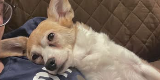 Heartbreaking: Tenant’s emotional support dog escaped and later hit by car at apartment complex after unannounced worker entered for maintenance