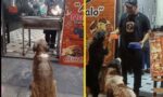 Restaurant owner with heart of gold gives stray dogs food every day at noon Restaurant owner with heart of gold gives stray dogs food every day at noon