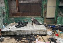 Dumped pup living in abandoned house wagged tip of his tail to show rescuers he wanted help