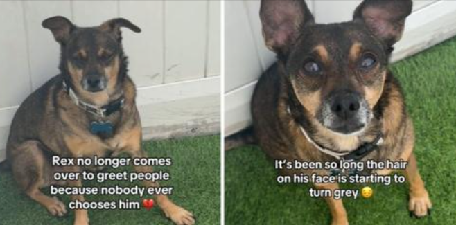 Hearts break for dog giving up hope after 1,000 days at shelter believing he will never have his own home Hearts break for dog giving up hope after 1,000 days at shelter believing he will never have his own home