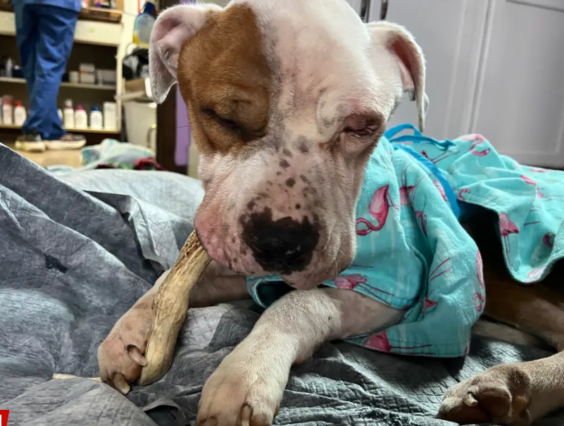 Upstate New York woman charged after starving helpless dog discovered just ‘days from death’