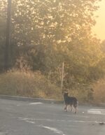 Stray dog begging to be rescued wandered along 605 Freeway for months until her hero arrived