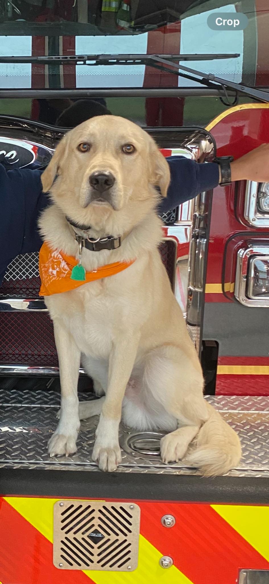 Texas fire department offers reward for help finding missing mascot: ‘Hole In Our Hearts’
