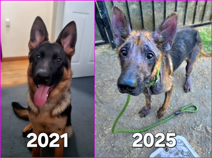 Dog unrecognizable from 2021 adoption to recent heartbreaking photo from California shelter