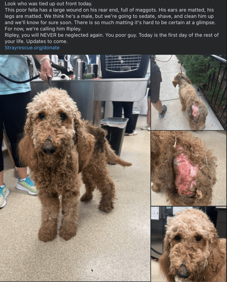 Believe it: Terribly neglected Ripley left tied up outside St. Louis rescue