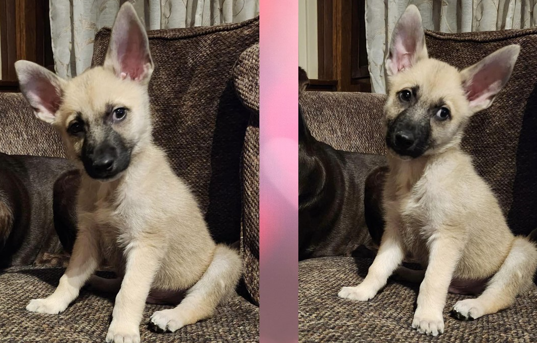 Nine week old puppy born in overcrowded shelter at risk of his life ending where it all began