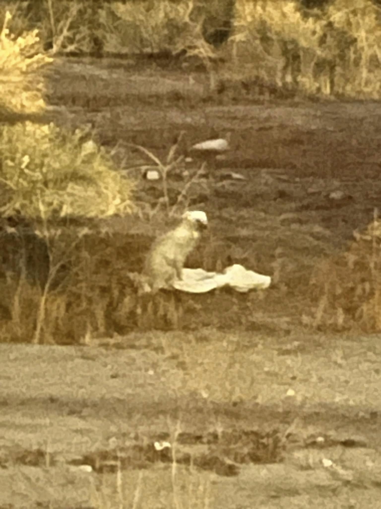 Tiny abandoned pup wandering riverbed screamed out in fear and rescuers answered his pleas Tiny abandoned pup wandering riverbed screamed out in fear and rescuers answered his pleas
