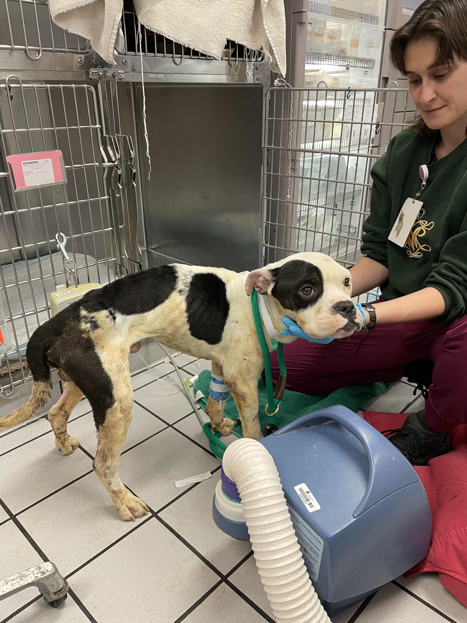 Miracle pup made it through the night trying to forget how he was left dying