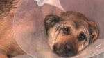 Dog struck by vehicle found alone and in pain on highway recovering after veterinarian stopped on way to work Dog struck by vehicle found alone and in pain on highway recovering after veterinarian stopped on way to work