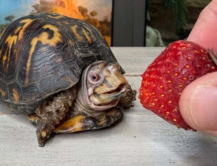 Box turtle kept in darkness for 50 years and fed cat food whisked away to her new life becomes social media sweetheart Box turtle kept in darkness for 50 years and fed cat food whisked away to her new life becomes social media sweetheart