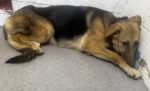 Heartbreaking: German shepherd in need of help out of shelter leaving pawprints on our hearts Heartbreaking: German shepherd in need of help out of shelter leaving pawprints on our hearts