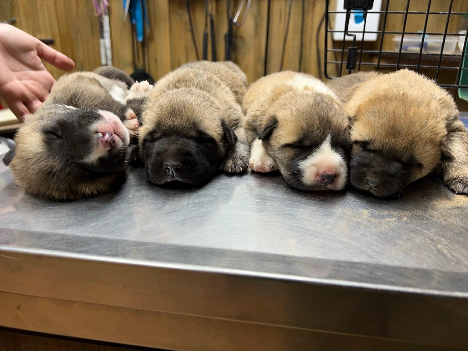 Puppies whose eyes still shut tossed away on Texas street starting to see the world at Houston rescue