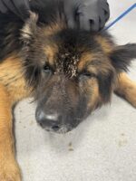 Texas dog rescuers discover suffering dog found by local shelter missing from his loving family