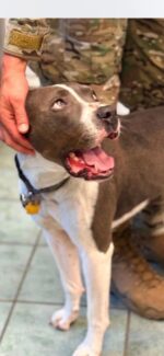 Soldier’s deployment orders didn’t include room for his best friend