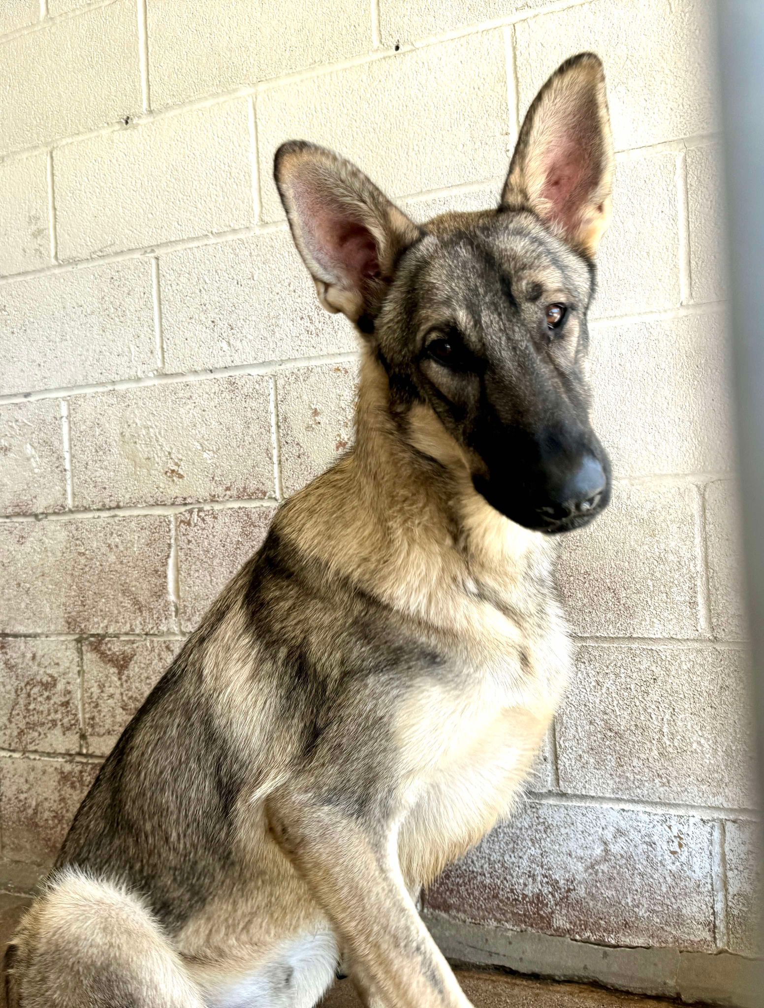 Bonded shepherds confiscated from neglect situation snuggled together at overcrowded shelter until one was left alone