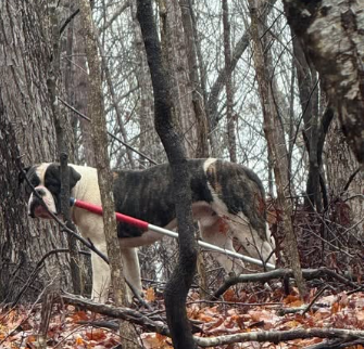 UPDATE: Abandoned dog in Gwinnett County that escaped animal control officer with catch pole attached RESCUED