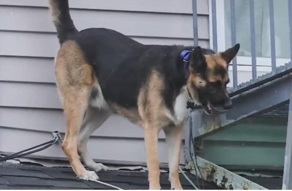 Mischievous pooch Rocky stranded on roof of Mass. home until help arrived Mischievous pooch Rocky stranded on roof of Mass. home until help arrived