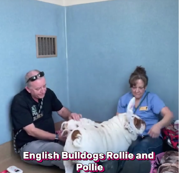 Chubbiest English bulldog sisters found as strays in California wine country quickly stole hearts Chubbiest English bulldog sisters found as strays in California wine country quickly stole hearts