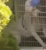 Swift backlash as viral video shows shelter employee stuffing dog into kennel as if loading cargo