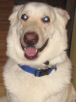 Heartless man accused of punching German shepherd for no reason