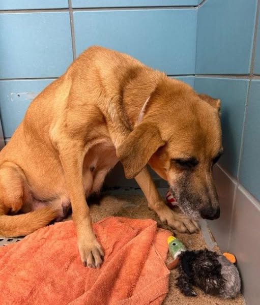 Heartbroken Lab’s life filled with hardships from life as stray to losing puppies faces final hours