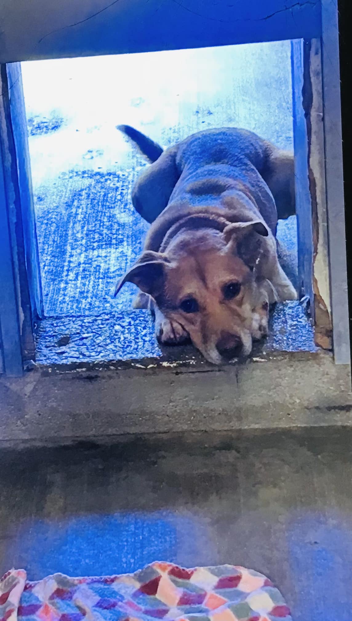 Rose’s plea to help her find a loving home after 235 days in shelter