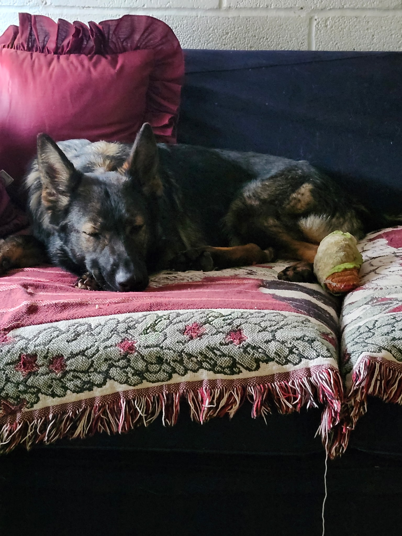Sable shepherd ‘Rose’ went from sickly dog at shelter to amazing service pup already helping her human feel better Sable shepherd ‘Rose’ went from sickly dog at shelter to amazing service pup already helping her human feel better