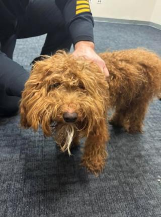 7-month-old cockapoo left shivering in snow after being chained and abandoned in median of New Jersey highway