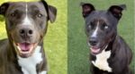Just puppies when authorities confiscated them survived shelter 600+ days and now their lives are in danger Just puppies when authorities confiscated them survived shelter 600+ days and now their lives are in danger