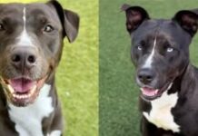 Just puppies when authorities confiscated them survived shelter 600+ days and now their lives are in danger
