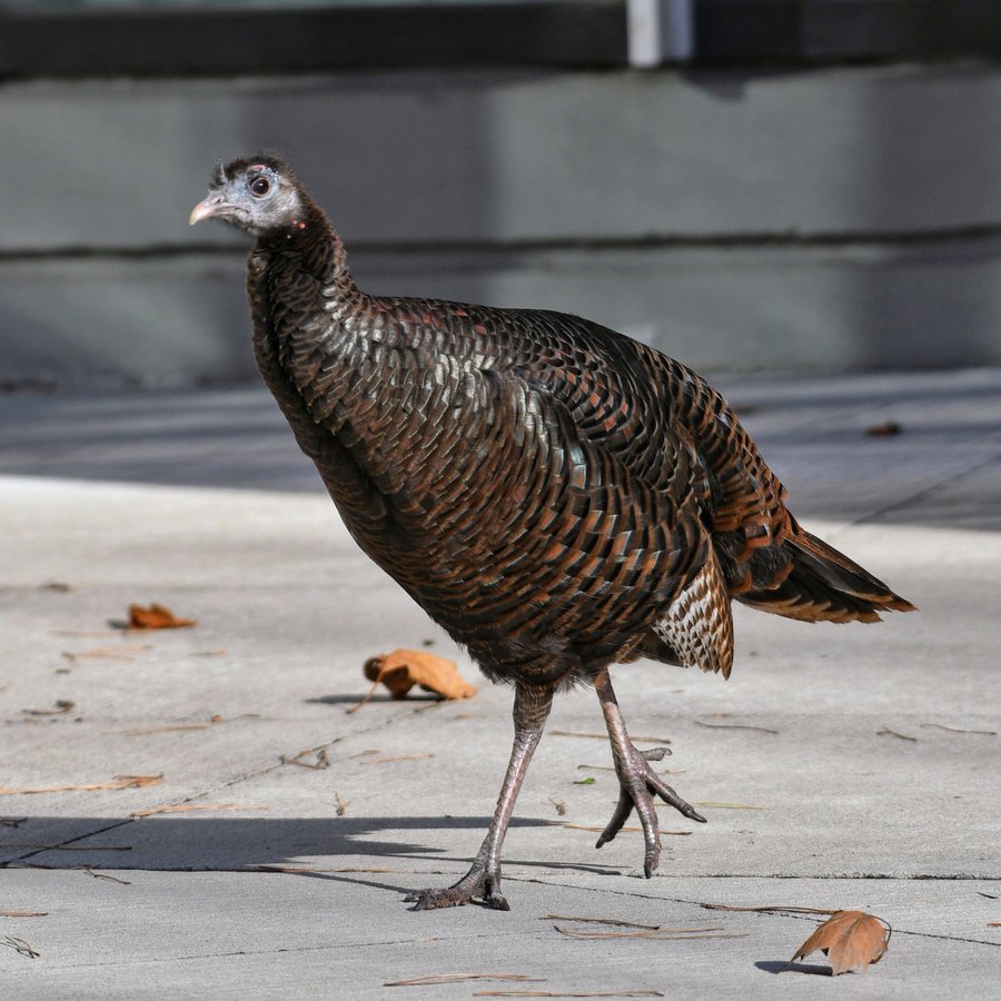 Lonely ‘Rosie’ the turkey searching for love in Manhattan sparks traffic jams and police chase
