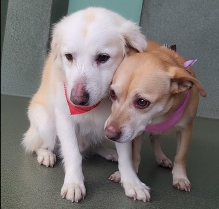 After lifetime of loyalty bonded seniors clinging to each other when surrendered to shelter need our help After lifetime of loyalty bonded seniors clinging to each other when surrendered to shelter need our help