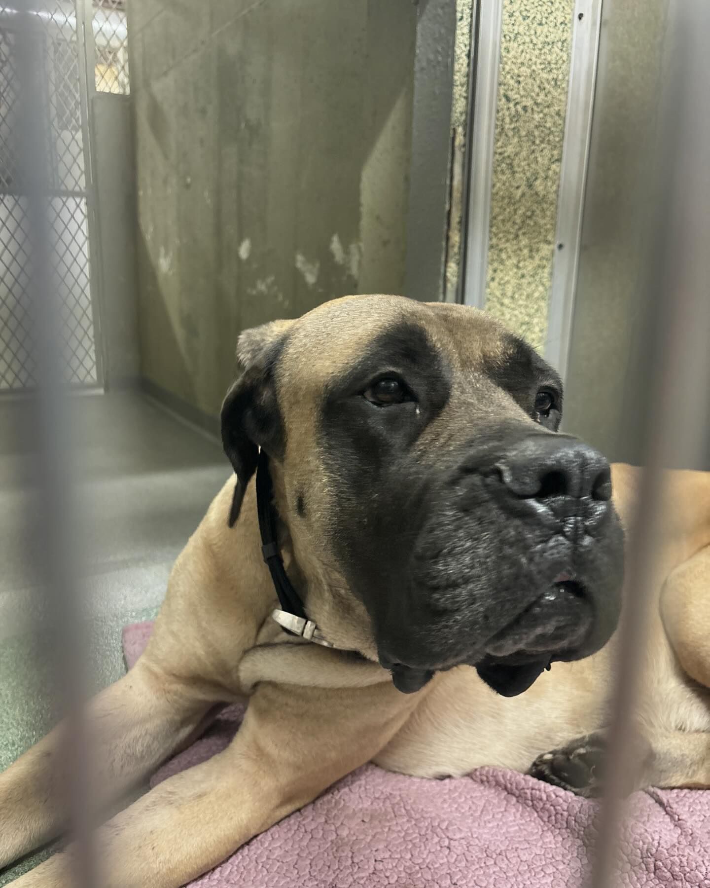 English mastiff left tied to pole on busy roadway by leash with food, water and short note