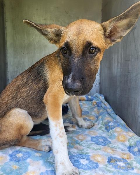 3 month old tricolor shepherd puppy with no future if she doesn’t find a home 3 month old tricolor shepherd puppy with no future if she doesn’t find a home