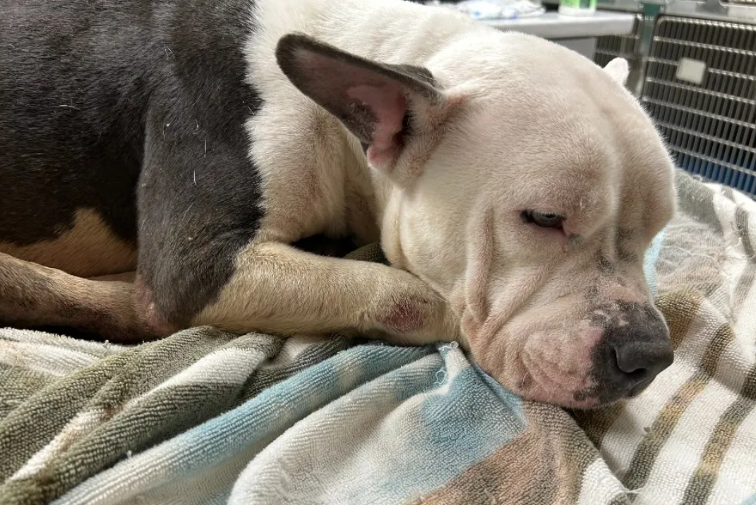 Community rallies around helping Roxy whose owners tried to have pup euthanized and now face animal cruelty charges Community rallies around helping Roxy whose owners tried to have pup euthanized and now face animal cruelty charges