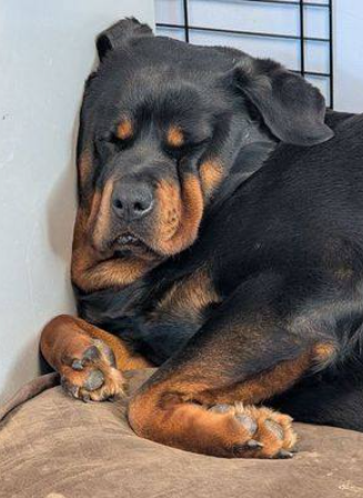 Irresistible and ready to be the perfect pillow for snuggles Miss Ruby is waiting for her ‘furever’ home