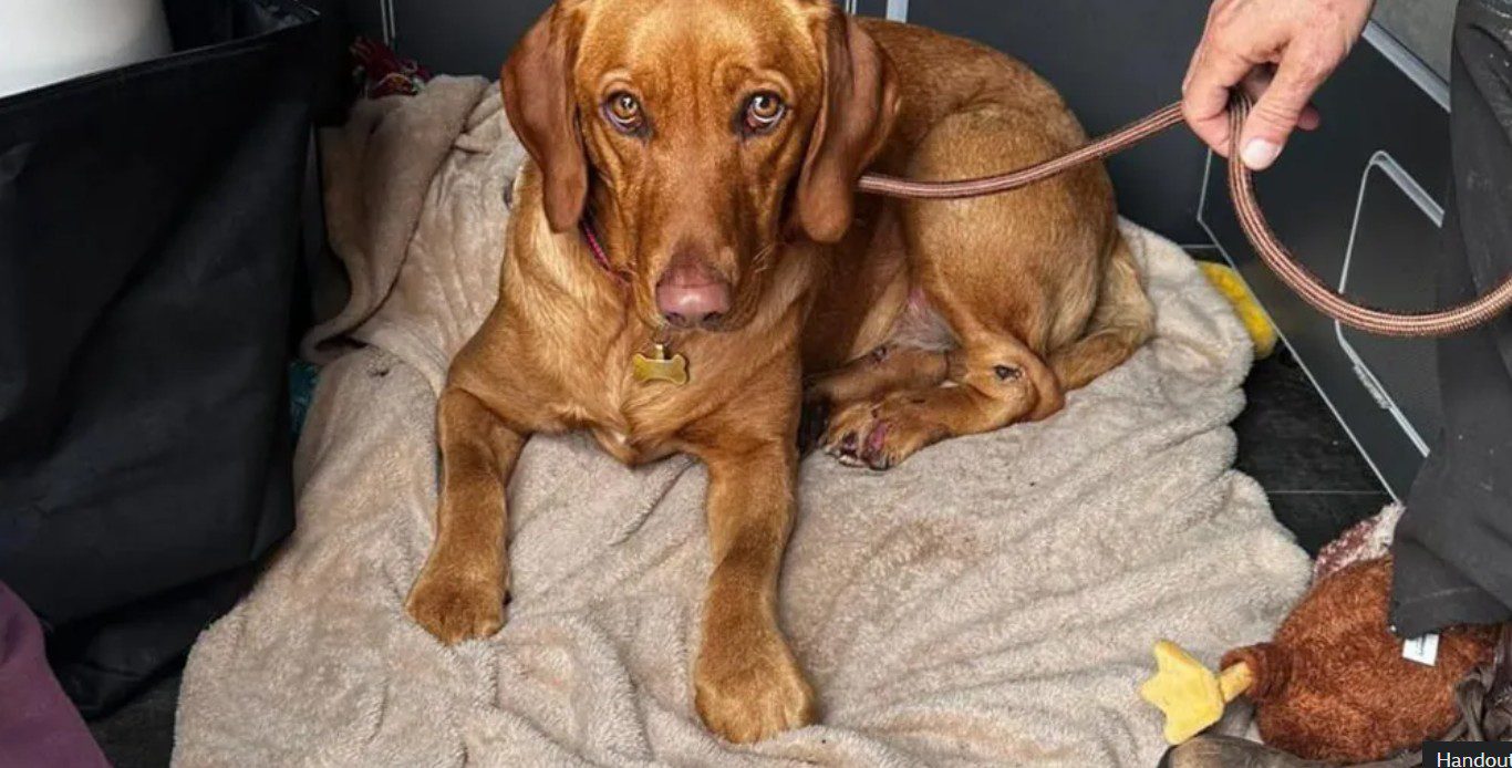 Squirrels help family find missing Labrador retriever after serious accident Squirrels help family find missing Labrador retriever after serious accident