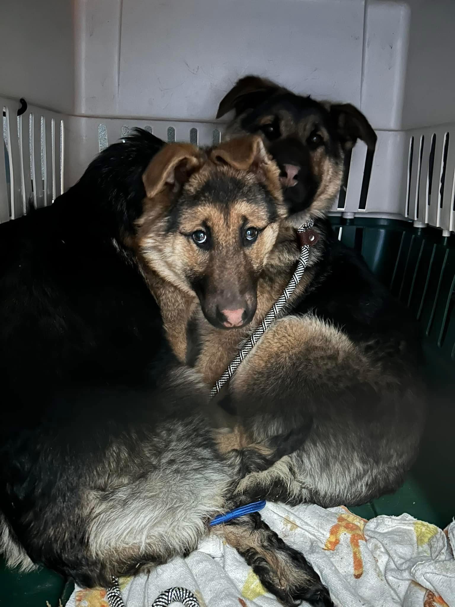 Two shepherd puppies rescued from subzero cold after homeowner finds them hiding under home