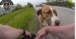 Ohio state trooper rescues friendliest and most playful pooch from roadway