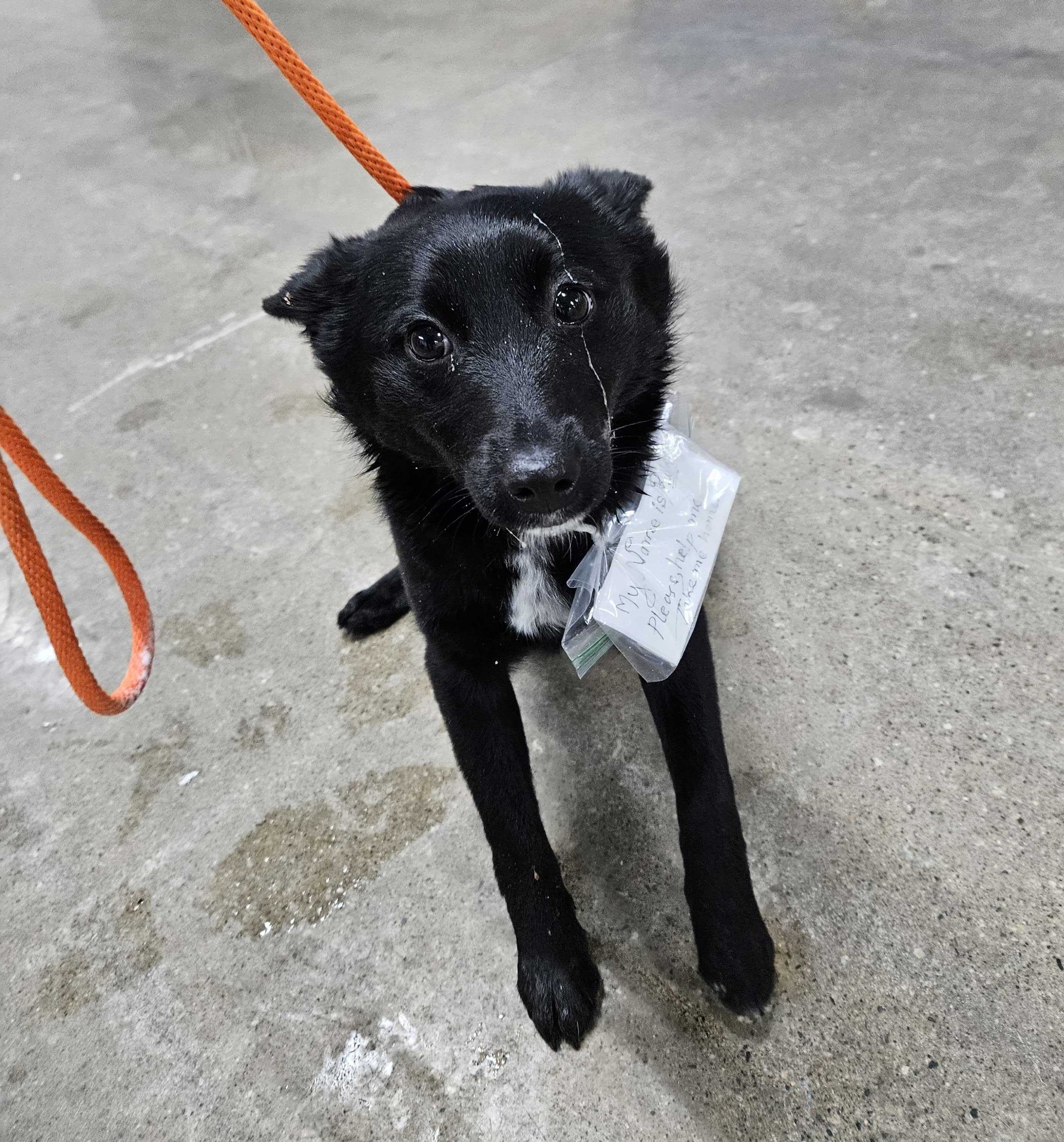 Heartbreaking: Pup abandoned in parking lot with saddest note attached to her collar to take her home Heartbreaking: Pup abandoned in parking lot with saddest note attached to her collar to take her home