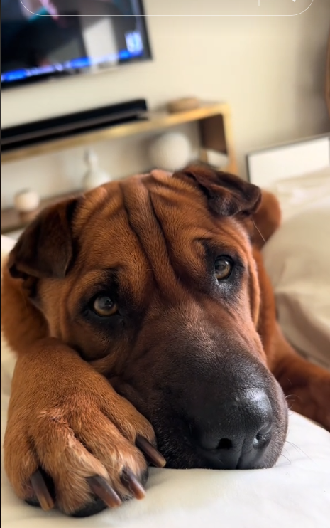 Sweetest dog who spent years in shelter before being adopted has to be tucked into bed every night