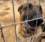 56 dogs rescued from horrible conditions by Texas SPCA 56 dogs rescued from horrible conditions by Texas SPCA
