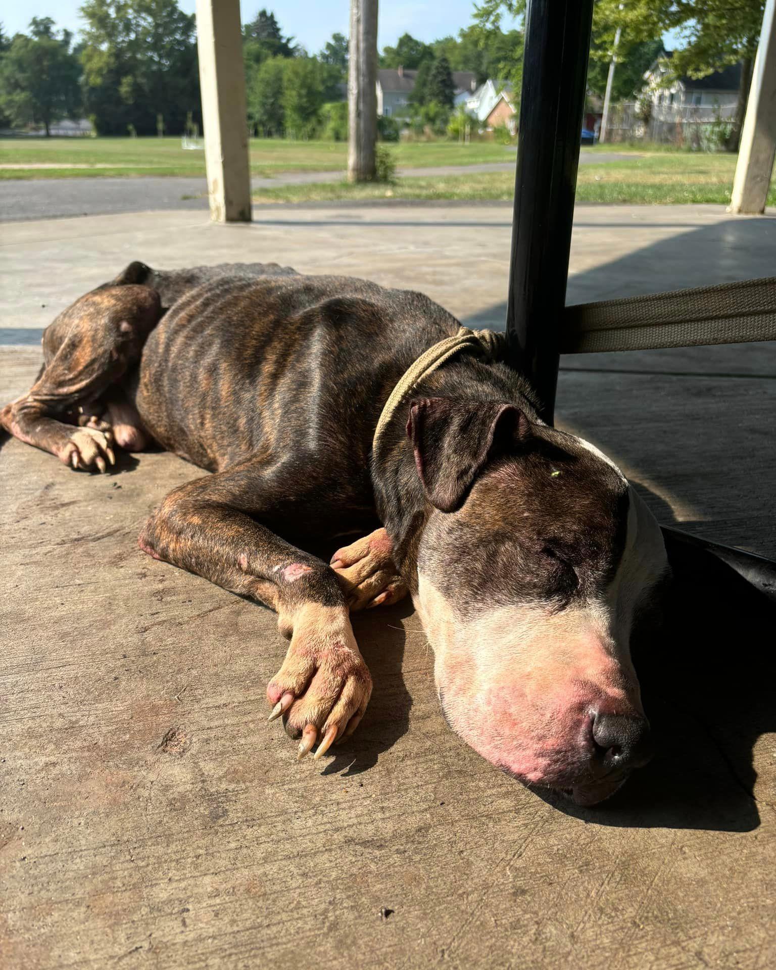 Abandoned senior dog discovered tied to a picnic table with note ‘he was a good boy’ Abandoned senior dog discovered tied to a picnic table with note ‘he was a good boy’